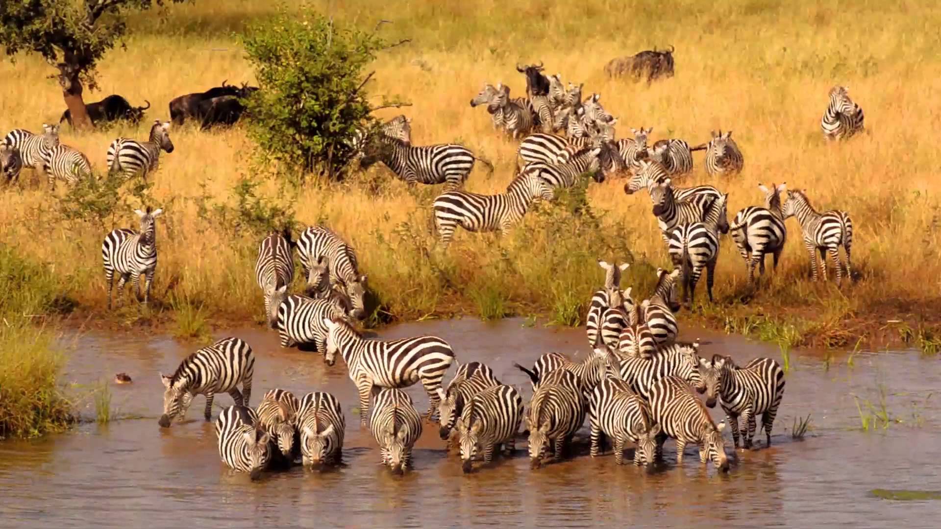 tanzania wildlife safari tours